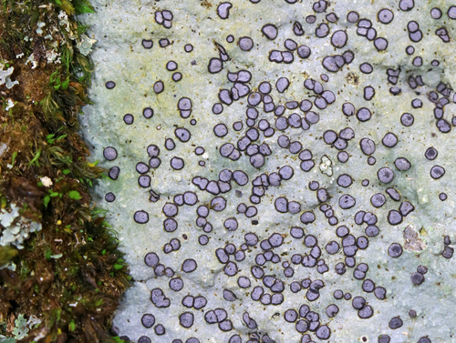 Smokey-eyed Boulder Lichen