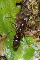 Austroponera castanea