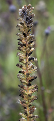 Liatris pycnostachya pycnostachya