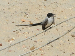 Tyrannus savana