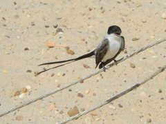 Tyrannus savana