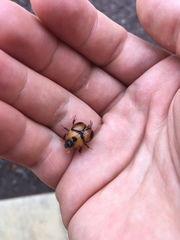 Bolbocerosoma tumefactum