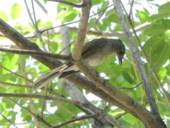 Turdus leucomelas