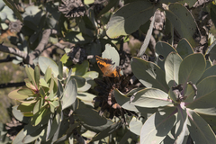 Charaxes pelias