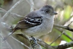 Thamnophilus pelzelni