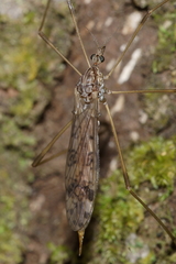 Gynoplistia magnifica