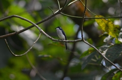 Hemipus hirundinaceus