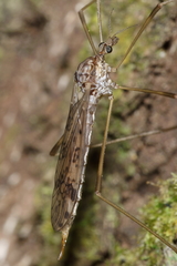 Gynoplistia magnifica