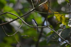 Hemipus hirundinaceus