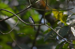 Hemipus hirundinaceus