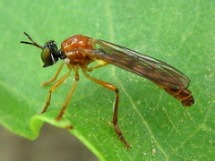 Dioctria rufa