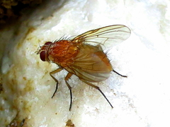 Phaonia pallida