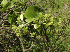 Ipomoea spathulata image