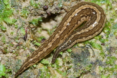Australopacifica mariae