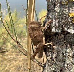 Anacridium aegyptium