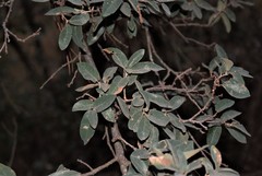 Quercus striatula