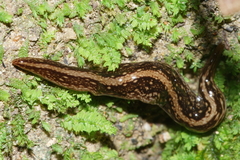 Australopacifica jacksoniana