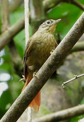 Anabacerthia striaticollis