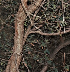 Quercus striatula