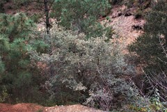 Quercus striatula