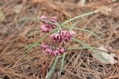 Asclepias circinalis