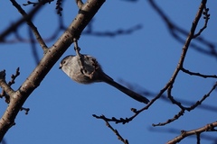 Aegithalos caudatus