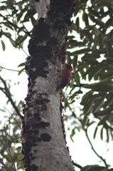 Picus puniceus