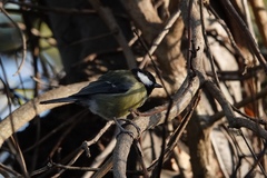 Parus major