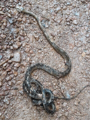 Dendrophidion dendrophis