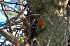 Erithacus rubecula