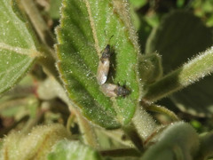 Oxycarenus
