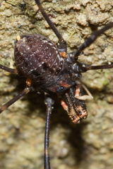 Forsteropsalis inconstans