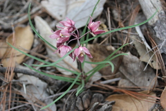 Asclepias circinalis