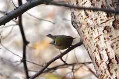 Regulus regulus