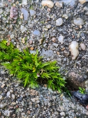 Orthotrichum diaphanum