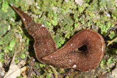 Australopacifica spectabilis