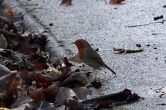 Erithacus rubecula