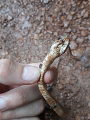 Dendrophidion dendrophis