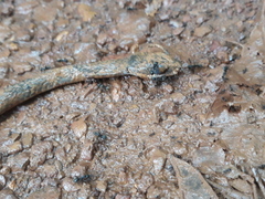 Dendrophidion dendrophis