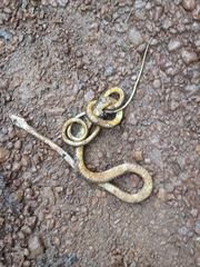 Dendrophidion dendrophis