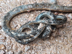 Dendrophidion dendrophis