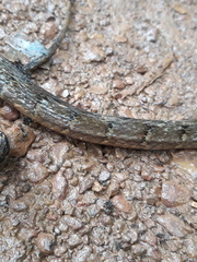 Dendrophidion dendrophis