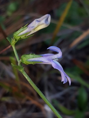Lobelia glandulosa image