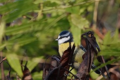 Cyanistes caeruleus