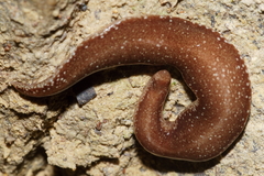 Australopacifica spectabilis