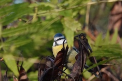 Cyanistes caeruleus