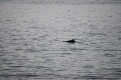 Phocoena phocoena vomerina