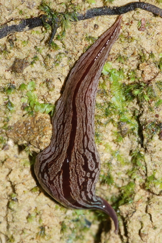 Artioposthia exulans (Dendy, 1901) Fyfe, 1946