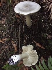Tricholoma pardinum