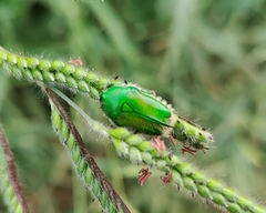 Heterorrhina elegans
